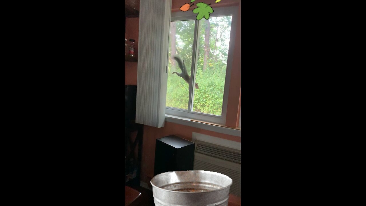 Squirrel in the window.