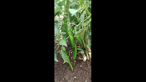 #_FARMING_TIME_PART 02#/