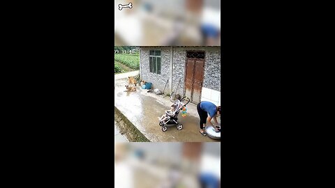 wow amazing dogs