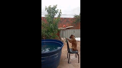 Cachorro pescando