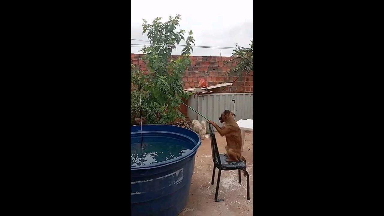 Cachorro pescando
