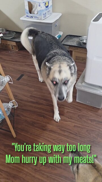 What do you all feed your dog every day?