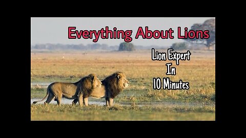 100 Things you should Know About Lions in 10 minutes | Animal Planet Wildlife Documentary