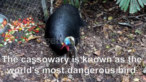 THE MOST DANGEROUS BIRD IN THE WORLD