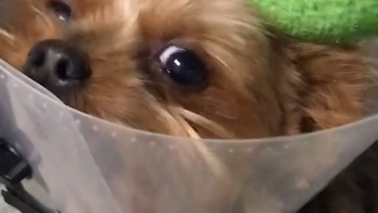 Milo Dressed as a Martini