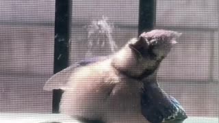 😂 Nature's Genius Move Will Amaze You! | FunFM