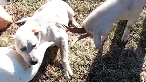 Goat beats up dog for no reason.