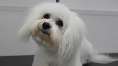 Grooming an adorable pregnant dog the day before she gives birth