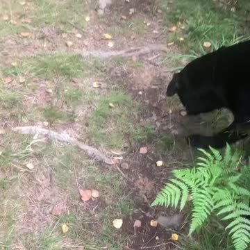 Barefoot walk in the woods 🐾 #barefoot