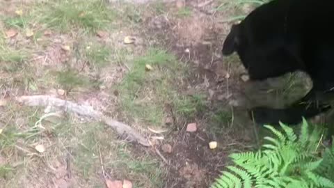 Barefoot walk in the woods 🐾 #barefoot