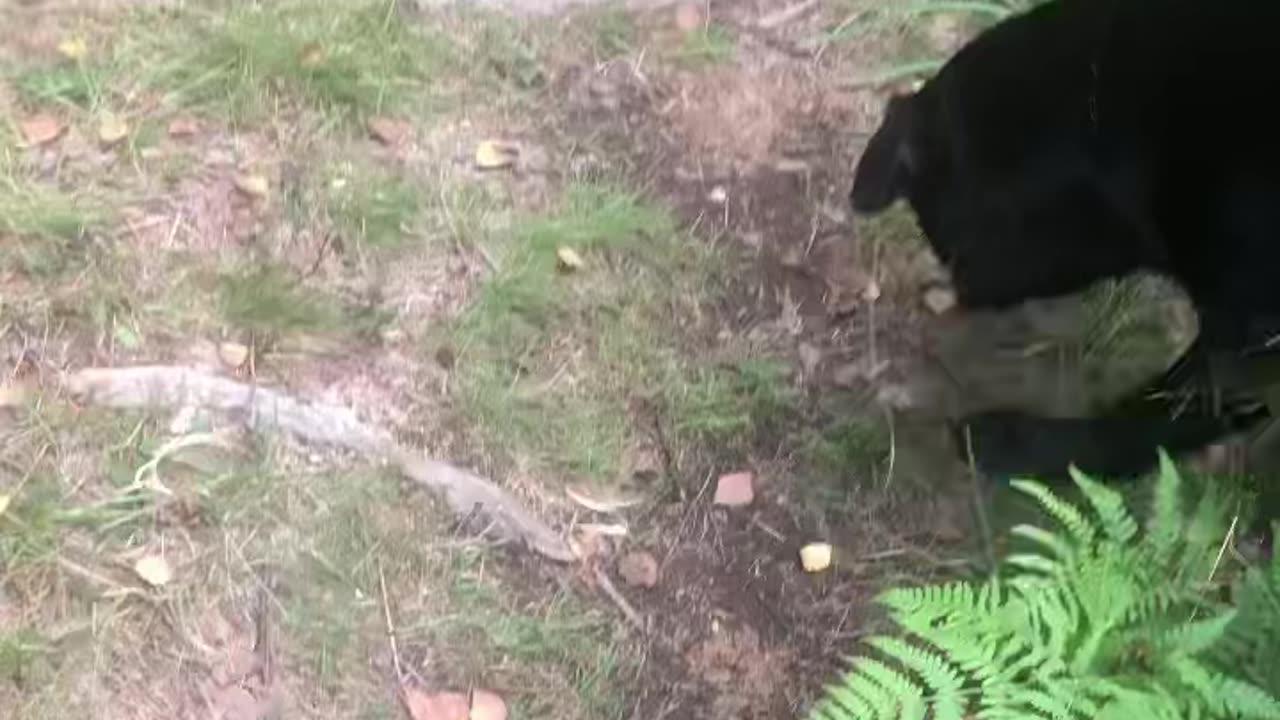 Barefoot walk in the woods 🐾 #barefoot