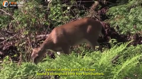 What scientists discovered in the Chernobyl Forest shocked the whole world .mp4