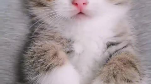 Sweetest Little Meows! 🐾 Cute Kitten Moments😻