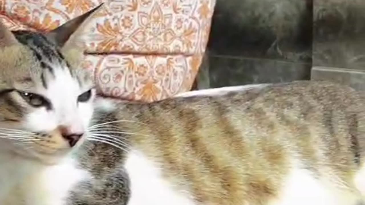 “Grumpy Cat After a Sibling Fight 😂 | The Funniest Angry Kitty on Camera!”