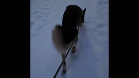 Virgil german shepherd.