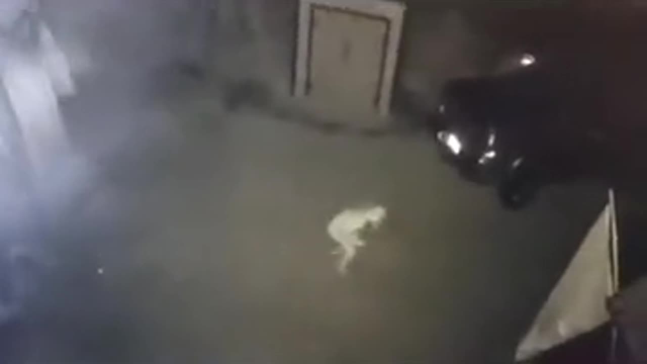 🚨👻 Creature Caught on CCTV: What is This Mysterious Being? | TheHauntingHour