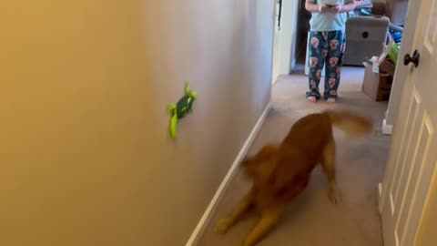 Golden Retriever vs. Remote Control Lizard Toy