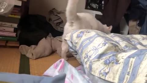 This cat is so funny #like #follow