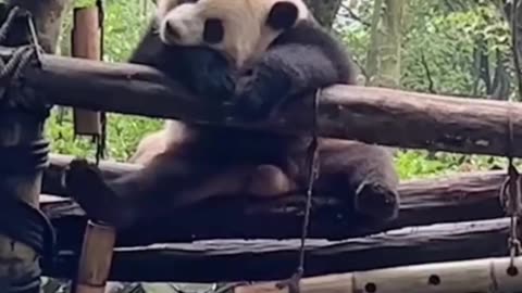 Laugh with Pandas