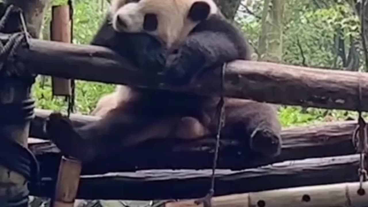 Laugh with Pandas