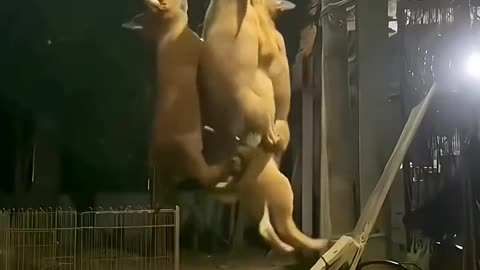 🐶💡 Watch A Dog Create The Most Unique Home Decor! | FeedMyCuriosity