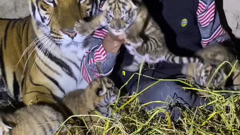 Tiger gave birth of four cub