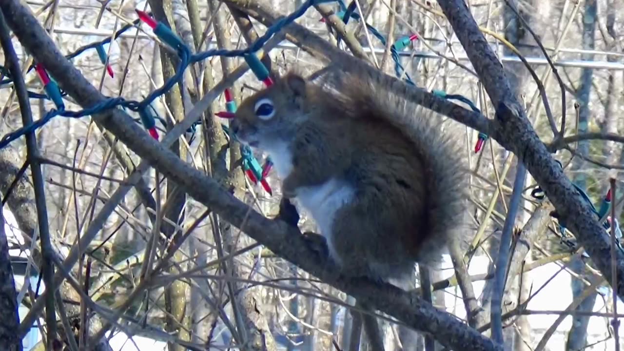 Red Squirrel