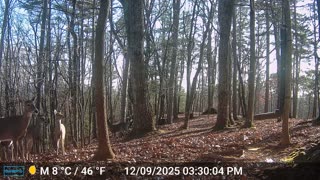 The Woods – 12/10/2025