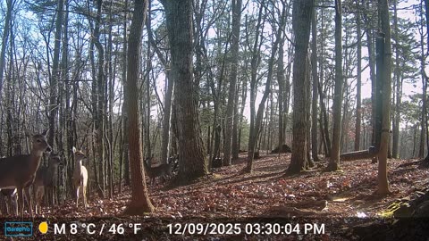 The Woods – 12/10/2025