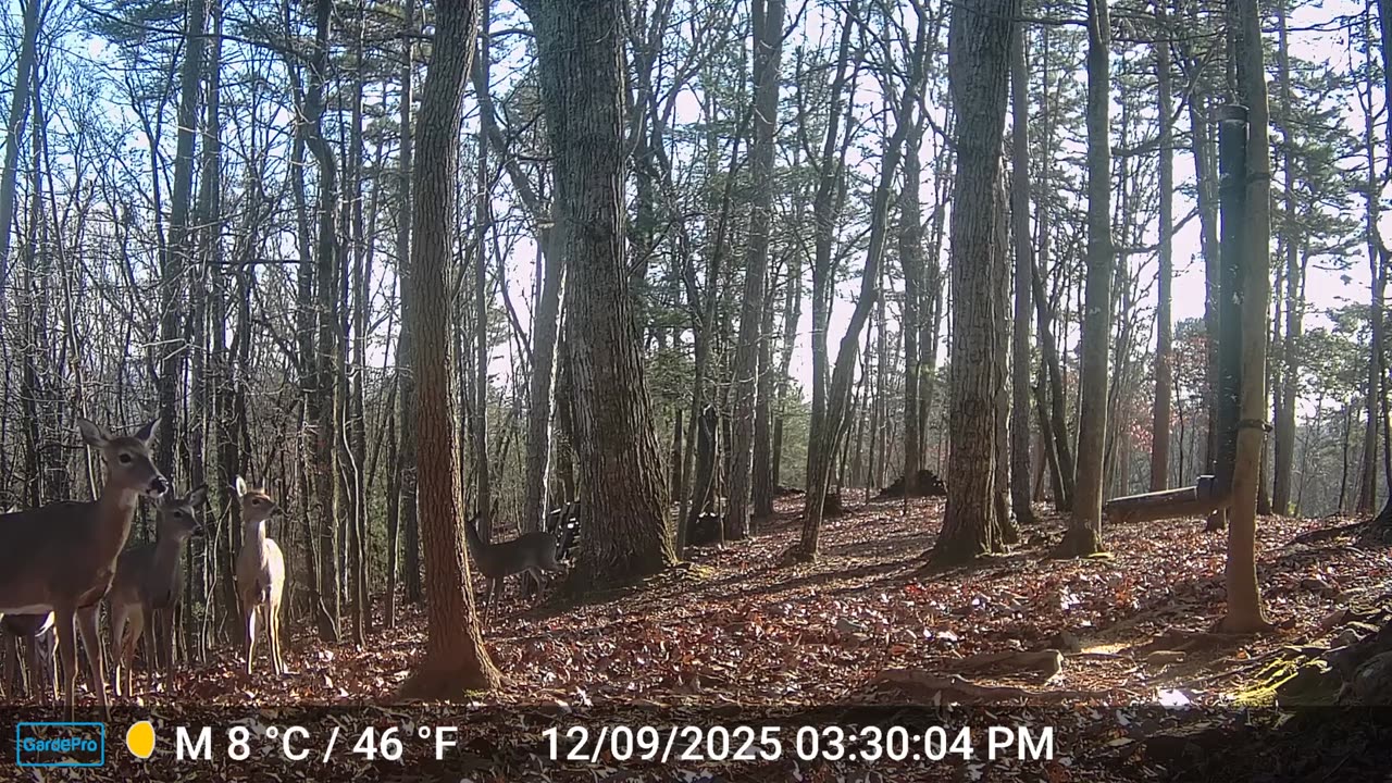 The Woods – 12/10/2025