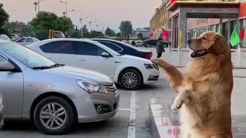 puppadog videos