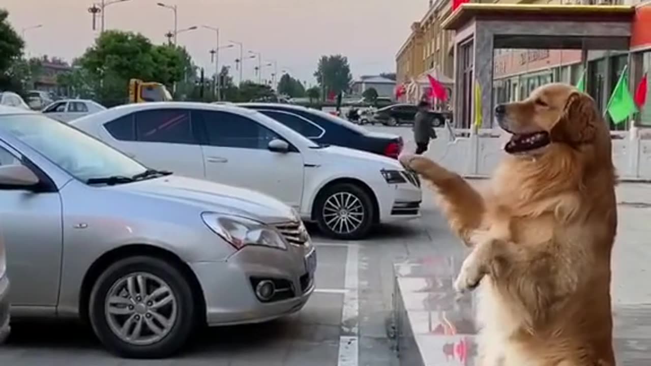 puppadog videos