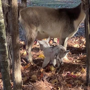 Baby in the Leaves