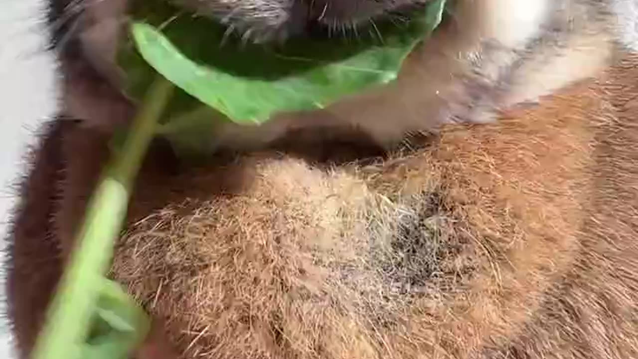 Happy Sunday, dear bunfriends 💚