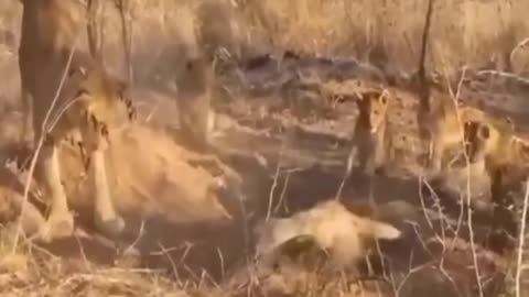 The pig fights with the incredible tiger and lion