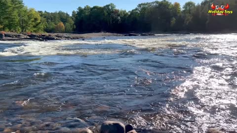 Large Lobsters Dive in Fast Flowing Rivers to Avoid being Washed Away