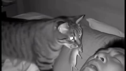 😂🐱 When Your Cat Shows ‘Gratitude’ in the Funniest Way! | FunFM
