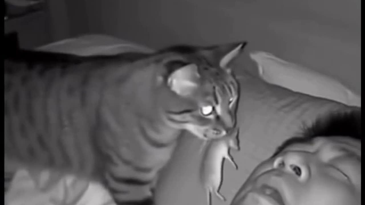 😂🐱 When Your Cat Shows ‘Gratitude’ in the Funniest Way! | FunFM