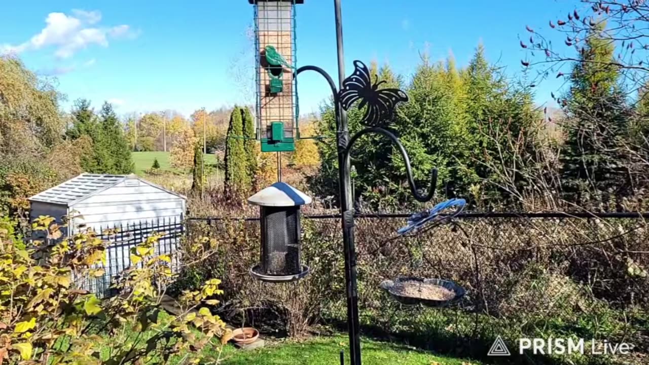 🔴 Live Bird Feeder - Bird Watching and Squirrels | Countryside Backyard