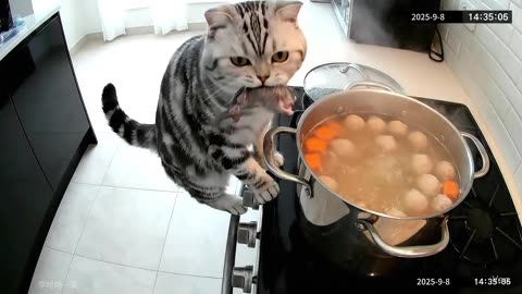Cat put mouse in soup for better taste #ai #cat #funnyanimals
