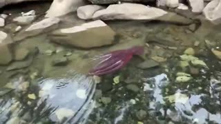 A group of hikers were left in awe when they spotted a giant Pacific octopus in a tide pool