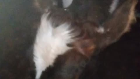 Cow face