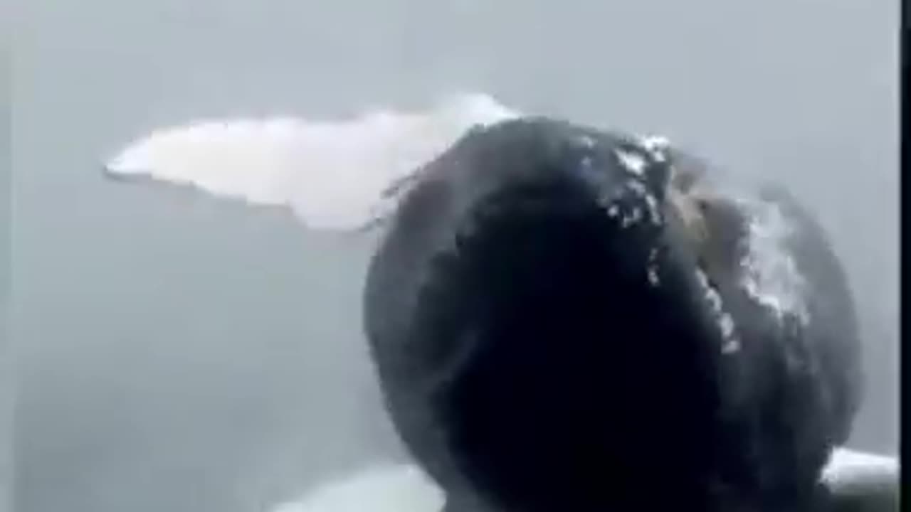 Whale Watchers Capture A Humpback Whale Breaching