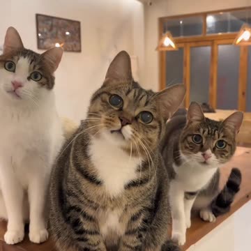 "Three Cute Cats Adorably Gazing at the Camera"