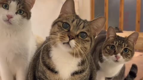 "Three Cute Cats Adorably Gazing at the Camera"