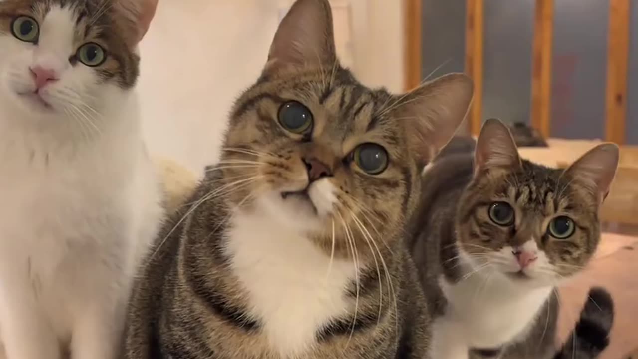 "Three Cute Cats Adorably Gazing at the Camera"