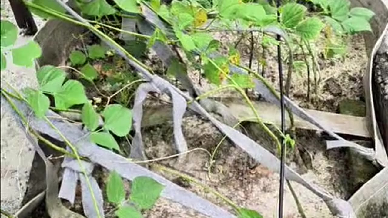 জিও ব্যাগে চাষ করুন সবজি – ঘরে বসেই পূরণ করুন পুষ্টির চাহিদা 🌱