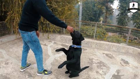 Shocking: 10 Dog Training Tricks in Just UNDER 5 minutes!