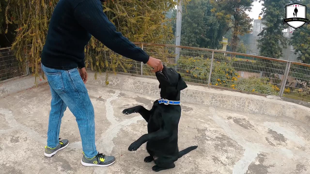 Shocking: 10 Dog Training Tricks in Just UNDER 5 minutes!
