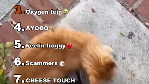 Ranking the best animals